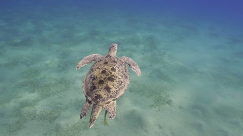 Top view of Great Green Sea Turtle