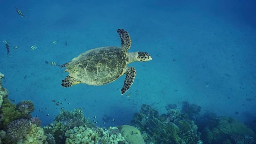 Top view of Hawksbill Sea Turtle