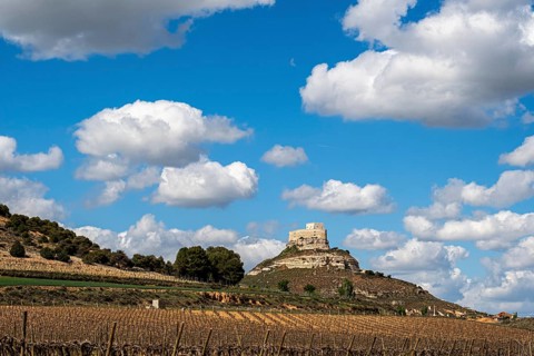 Vineyards around the Real Castillo de Curiel in the Ribera del Duero denomination of origin area in the province of Valladolid in Spain