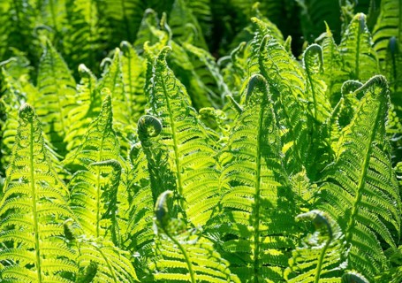Male-fern