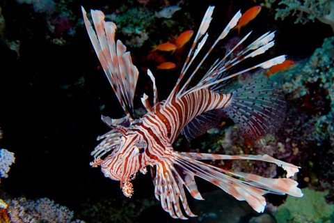Close-up of pacific red lionfish