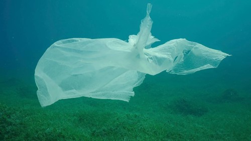 Old plastic bag drifting in water column over seagrass meadow. Plastic bag floating underwater on the blue depth
