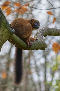 Red-bellied lemur