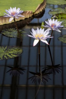 Waterlilies in Kew Gardens