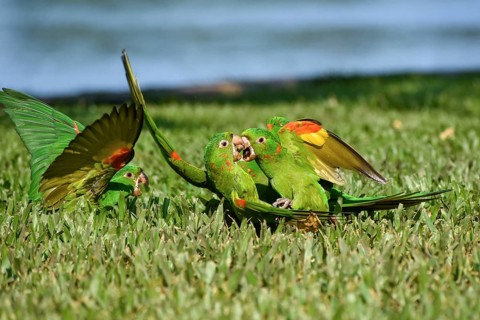 3 Pavua parakeets