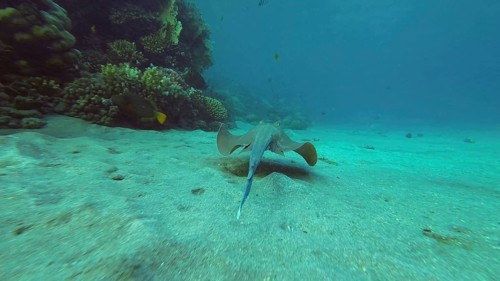 Blue spotted Stingray or Bluespotted Ribbontail Ray