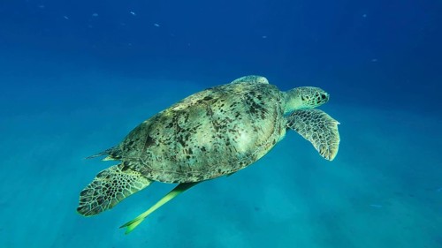 Great Green Sea Turtle