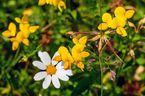 Ox-eye daisy