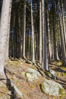Beautiful Forest with Sunlight in San Bernardino in Grisons