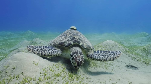 Sea turtle grazing on the seaseabed