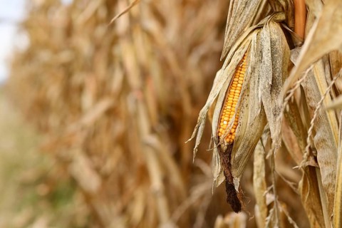 Ripe corn cereal grain in field with copy space