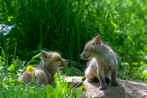 Young fox