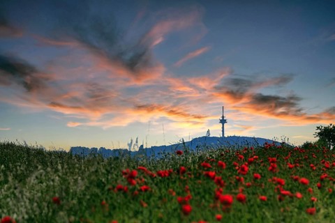 Field of corn poppies with view of the telecommunications tower