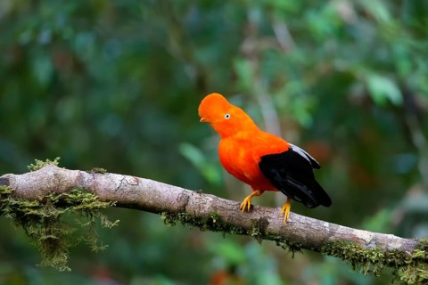 Male Andean cock-of-the-rock