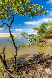 Mangrove vegetation on the beach sand in Serra Grande on the south coast of Bahia