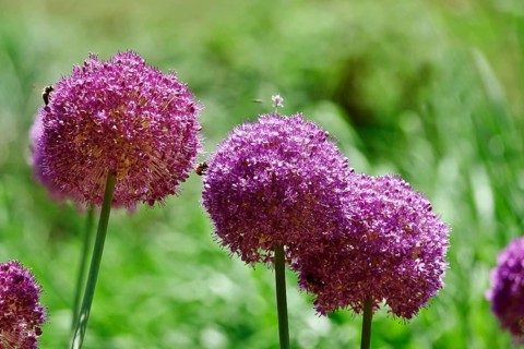 Ornamental garlic