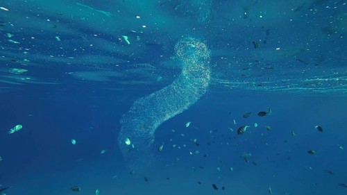 Colonial Pyrosoma Tunicates drifts under surface of blue water in sunlights. Pyrosomes
