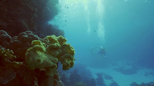 Group of scuba divers swims in the deep next to coral reef in bright sunny day