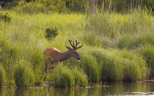 Red deer