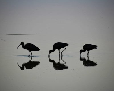 Minimalist shot of 3 spectacled sickles