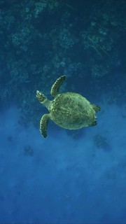 Top view of Hawksbill Sea Turtle