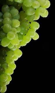 Bunch of white grapes with water drops on black background