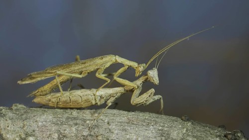 Clode-up of couple of praying mantis mating on tree branch. The mating process of praying mantises. Crimean praying mantis