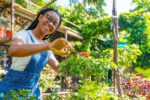 Portrait of black ethnic woman with braids and glasses is a gardener in the nursery in the greenhouse happy cutting the bonsai