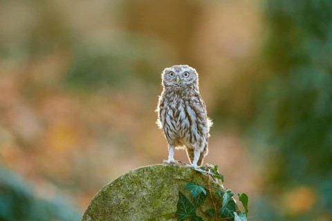 Little Owl