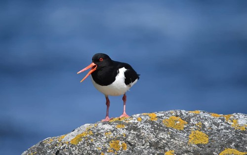 Eurasian oystercatcher