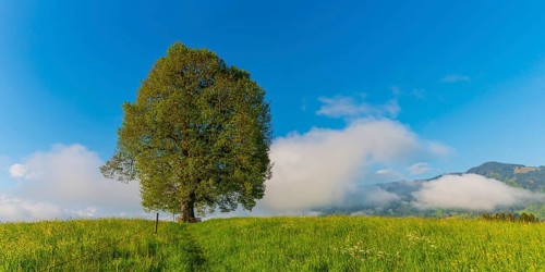 Peace lime tree