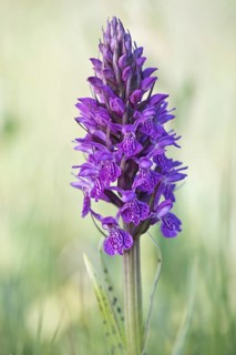 Southern marsh orchid