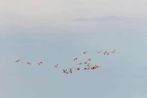 Greater Flamingos