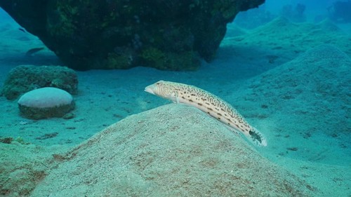 Sandperch on sandy bottom. Speckled Sandperch or Blacktail grubfish