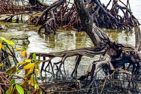 View from inside the mangrove with twisted trees and roots in the water in Serra Grande in Bahia