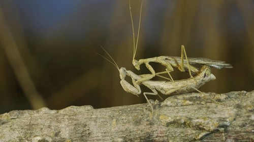 Couple of praying mantis mating on tree branch. The mating process of praying mantises. Crimean praying mantis
