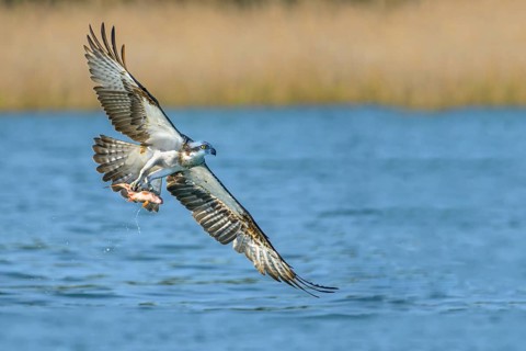 Western osprey