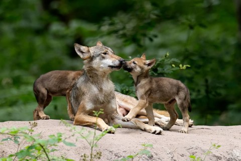 European gray wolf
