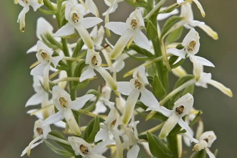 Lesser butterfly-orchid