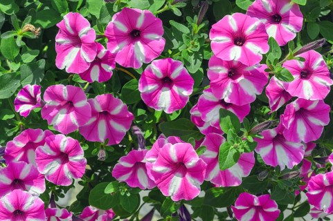 Petunias