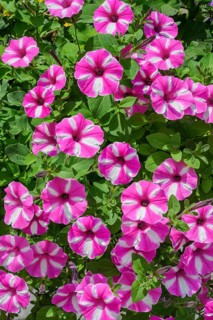 Petunias