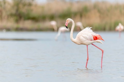 Greater Flamingo