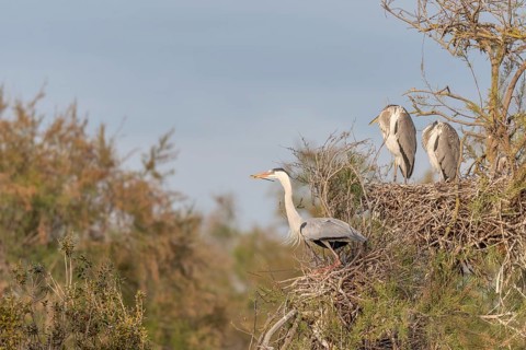Grey heron