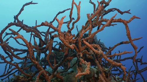 Coral reef covereg with bright Red Sponges. Toxic Finger-Sponge
