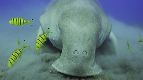 Frontal portrait of Sea Cow