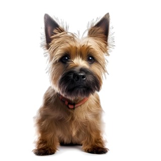 Cairn Terrier