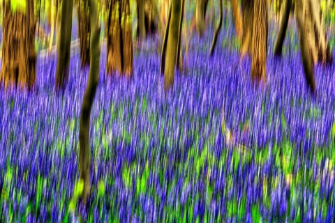 Common bluebell