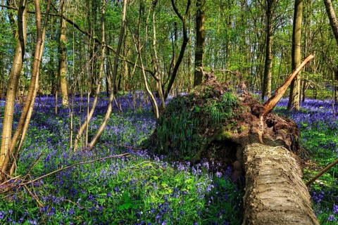 Common bluebell