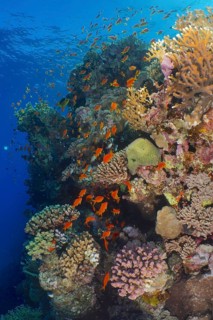 Shoal
