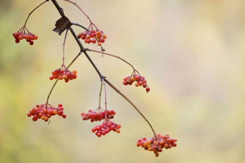 Guelder rose